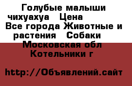 Голубые малыши чихуахуа › Цена ­ 25 000 - Все города Животные и растения » Собаки   . Московская обл.,Котельники г.